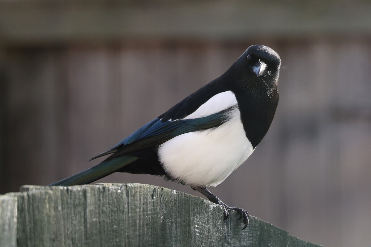 Magpie 